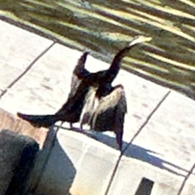 Anhinga novaehollandiae (Australasian Darter) at Lake Burley Griffin West - 10 Mar 2024 by lbradley