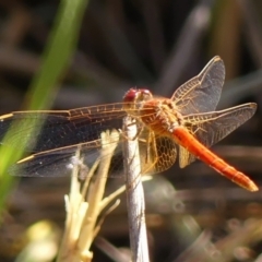 Diplacodes haematodes (Scarlet Percher) at Wingecarribee Local Government Area - 5 Mar 2024 by Curiosity