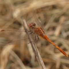 Diplacodes bipunctata at Braemar - 7 Mar 2024 by Curiosity