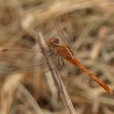 Diplacodes bipunctata at Braemar, NSW - 7 Mar 2024 by Curiosity