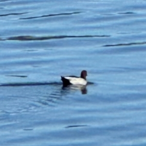 Chenonetta jubata at Lake Burley Griffin Central/East - 10 Mar 2024