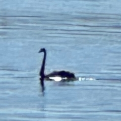 Cygnus atratus (Black Swan) at Lake Burley Griffin Central/East - 9 Mar 2024 by lbradley