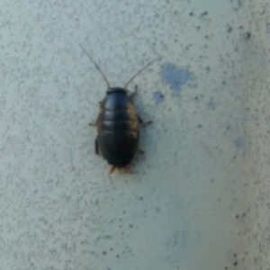 Blattodea (order) at Lyons, ACT - 9 Mar 2024 07:27 AM