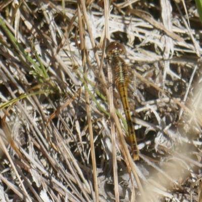 Diplacodes bipunctata (Wandering Percher) at Lyons, ACT - 9 Mar 2024 by ran452