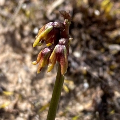 Corunastylis densa (Dense Midge Orchid) at Tianjara, NSW - 28 Jan 2024 by Tapirlord