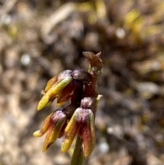 Corunastylis densa at Tianjara, NSW - 28 Jan 2024