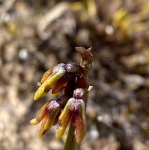 Corunastylis densa at Tianjara, NSW - 28 Jan 2024