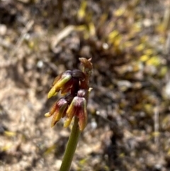 Corunastylis densa at Tianjara, NSW - 28 Jan 2024