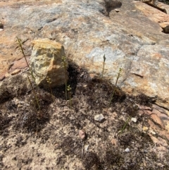 Corunastylis densa at Tianjara, NSW - 28 Jan 2024