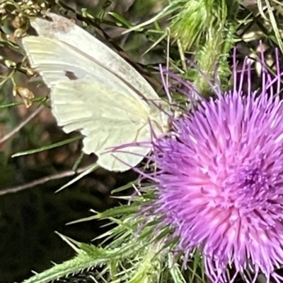 Pieris rapae (Cabbage White) at Deakin, ACT - 3 Mar 2024 by JamonSmallgoods