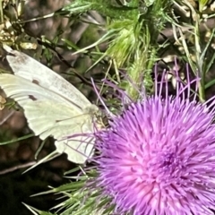 Pieris rapae at Red Hill NR (RED) - 3 Mar 2024