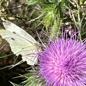 Pieris rapae at Red Hill NR (RED) - 3 Mar 2024