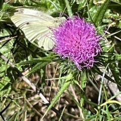 Pieris rapae at Red Hill NR (RED) - 3 Mar 2024