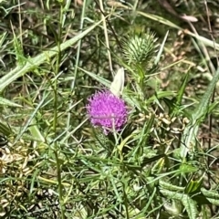 Pieris rapae at Red Hill NR (RED) - 3 Mar 2024