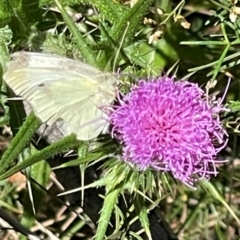 Pieris rapae at Red Hill NR (RED) - 3 Mar 2024
