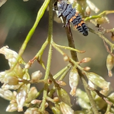 Harmonia conformis (Common Spotted Ladybird) at Deakin, ACT - 3 Mar 2024 by JamonSmallgoods