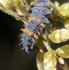 Harmonia conformis at Red Hill NR (RED) - 3 Mar 2024