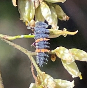 Harmonia conformis at Red Hill NR (RED) - 3 Mar 2024