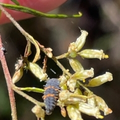 Harmonia conformis at Red Hill NR (RED) - 3 Mar 2024