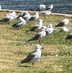 Chroicocephalus novaehollandiae (Silver Gull) at Yarralumla, ACT - 10 Mar 2024 by lbradley