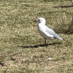 Chroicocephalus novaehollandiae at Yarralumla, ACT - 10 Mar 2024 11:01 AM