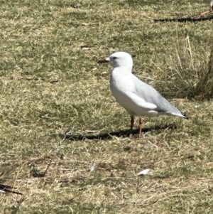 Chroicocephalus novaehollandiae at Lake Burley Griffin West - 10 Mar 2024