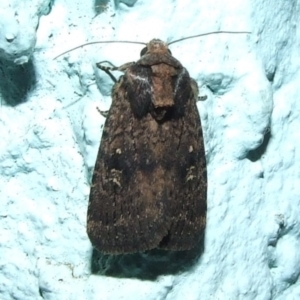 Proteuxoa provisional species 4 at Coburg, VIC - 23 May 2009 10:12 PM