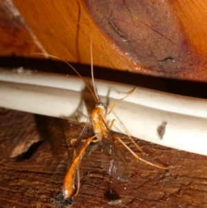 Ichneumonidae (family) at QPRC LGA - 3 Mar 2024