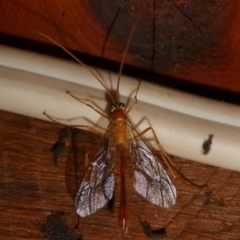 Ichneumonidae (family) at QPRC LGA - 3 Mar 2024