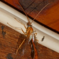 Ichneumonidae (family) at QPRC LGA - 3 Mar 2024
