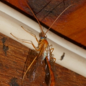 Ichneumonidae (family) at QPRC LGA - suppressed