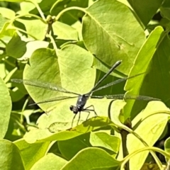 Austroargiolestes sp. (genus) (Flatwing) at Braidwood, NSW - 10 Mar 2024 by stellabellaxx