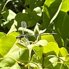 Austroargiolestes sp. (genus) at QPRC LGA - 10 Mar 2024