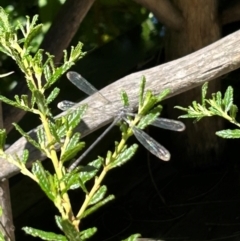 Austroargiolestes sp. (genus) at QPRC LGA - 10 Mar 2024