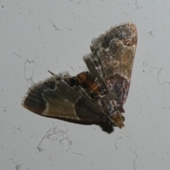 Pyralis farinalis (Meal Moth (Pyralinae) at QPRC LGA - 2 Mar 2024 by arjay