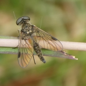 Chrysopilus sp. (genus) at QPRC LGA - 29 Feb 2024