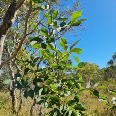 Fraxinus sp. (An Ash) at Mount Mugga Mugga - 10 Mar 2024 by Mike