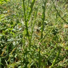 Carduus tenuiflorus (Winged Slender Thistle) at Mount Mugga Mugga - 10 Mar 2024 by Mike