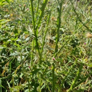 Carduus tenuiflorus at Mount Mugga Mugga - 10 Mar 2024