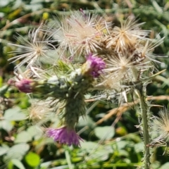 Carduus tenuiflorus at Mount Mugga Mugga - 10 Mar 2024