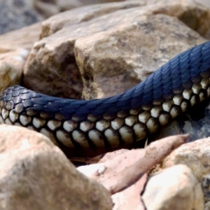 Austrelaps ramsayi at Namadgi National Park - 9 Mar 2024