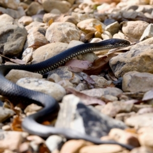 Austrelaps ramsayi at Namadgi National Park - 9 Mar 2024