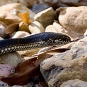 Austrelaps ramsayi at Namadgi National Park - 9 Mar 2024