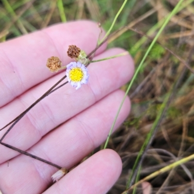 Brachyscome rigidula (Hairy Cut-leaf Daisy) at Namadgi National Park - 9 Mar 2024 by BethanyDunne