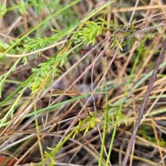 Brachyscome rigidula at Namadgi National Park - 9 Mar 2024
