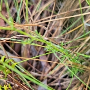 Brachyscome rigidula at Namadgi National Park - 9 Mar 2024