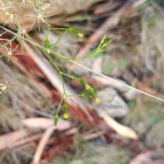 Senecio (genus) (A Fireweed) at Namadgi National Park - 9 Mar 2024 by BethanyDunne