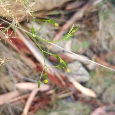 Senecio sp. (A Fireweed) at Tennent, ACT - 8 Mar 2024 by BethanyDunne