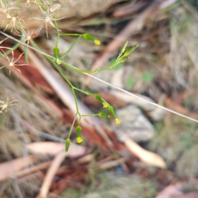 Senecio sp. (A Fireweed) at Namadgi National Park - 8 Mar 2024 by BethanyDunne