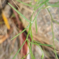 Senecio sp. at Namadgi National Park - 9 Mar 2024